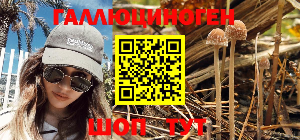Галлюциногенные грибы Psilocybe  Вход с VPN  Галлюциногенные грибы GOLDEN TEACHER  Новочеркасск 